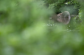 European beaver (Castor fiber) on its refectory in summer, Alsace, France