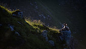 Chamois des Alpes (Rupicapra rupicapra) femelle et son cabri au repos sur un rocher en automne, Vosges, France