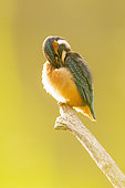 Common Kingfisher (Alcedo atthis) gromming on a branch in summer, Alsace, France