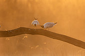 Mouette rieuse (Chroicocephalus ridibundus), Parade d'un couple de mouettes rieuses au lever du jour, Brenne, Indre, France