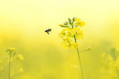 Honey bee (Apis mellifera) in flight approaching a rapeseed flower, Alsace, France