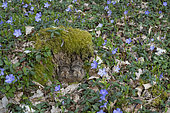 European hare (Lepus europaeus), leverets in flowering undergrowth, Lorraine, France