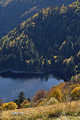 Schiessrothried Lake, forest on scree, under Le Hohneck, Hautes Vosges, Haut Rhin, France