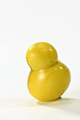 Mirabelle plum (Prunus domestica) double fruit, orchard, Belfort, Territoire de Belfort, France
