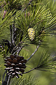 Aleppo pine (Pinus Halepensis), cones, Gaou Island, Le Brusc, Six-Fours-les-Plages, Var, France