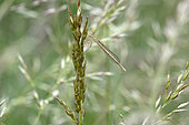 White-legged damselfly,(Platycnemis pennipes), new born imago, Lorraine, France