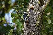 Great Spotted Woodpecker (Dendrocopos major), male opening an hazelnut at his anvil,Lorraine, France