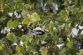 Great Spotted Woodpecker (Dendrocopos major), juvenile collecting hazelnuts, Lorraine, France