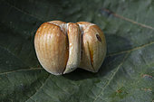 Hazelnut (Corylus avellana), abnormality, Lorraine, France