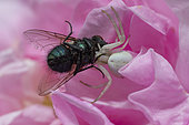 Crab spider (Misumena vatia), catching a fly, Lorraine, France