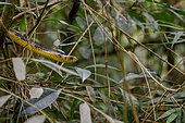 Caninana (Spilotes pullatus), Atlantic Forest, Ilhabela, Sao Paulo State, Brazil
