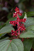 Leandra sp., Ilhabela, Sao Paulo state, Brazil