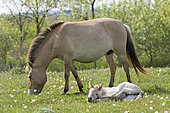 Przewalskis Horse or Takhi (Equus ferus przewalskii) in the wildlife center of the Hortobagy National Park. Mare with foal. The true wild horses are kept in a huge enclosure in the Pentezug Puszta. They live in near wild conditions to study their behaviour in a natural environment and prepare them for the reintroduction into the wild. Europe, Eastern Europe, Hungary, April