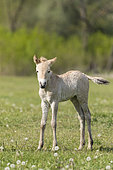 Przewalskis Horse or Takhi (Equus ferus przewalskii) in the wildlife center of the Hortobagy National Park. Foal. The true wild horses are kept in a huge enclosure in the Pentezug Puszta. They live in near wild conditions to study their behaviour in a natural environment and prepare them for the reintroduction into the wild. Europe, Eastern Europe, Hungary, April