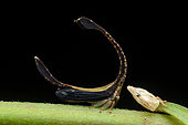 Treehopper (Cladonota rothschildi) with exuvia, in situ, Manzanillo, Costa Rica