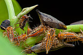 Treehopper (Calloconophora sp) and Treehopper (Bolbonota sp), in situ, Manzanillo, Costa Rica