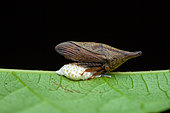Treehopper (Calloconophora sp) with eggs, in situ, Manzanillo, Costa Rica