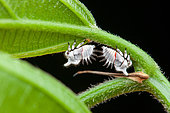 Treehopper (Enchenopa sp) nymphs in situ, Sonzapote, Costa Rica
