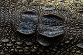 Central american alligator (Crocodylus acutus) detail of cranial roof scales, Carate, Osa, Costa Rica
