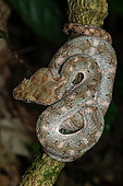 Eyelash viper (Bothriechis schlegelii) in situ, Manzanillo, Costa Rica
