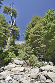 Altos de Lircay National Reserve, Nothofagus Forest, Andes Mountains, Maule Region, Chile