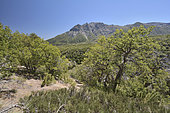 Altos de Lircay National Reserve, Nothofagus Forest, Andes Mountains, Maule Region, Chile