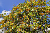 Cotoneaster (Cotoneaster x) 'Rotschildianus', fruits