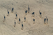 Springbok (Antidorcas marsupialis). In the dry bed of the Hoarusib river. Aerial view. Drone shot. Kaokoland, Kunene Region, Namibia.