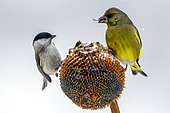 Marsh Tit (Poecile palustris) and Greenfinch (Chloris chloris)