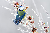 Blue tit (Cyanistes caeruleus) on a frosted shrub in winter, Balkan countryside, Bulgaria
