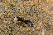 Red Kite (Milvus milvus) in flight in winter, clearing on the edge of a forest, near Toul, Lorraine, France