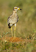 Eurasian stone-curlew (Burhinus oedicnemus) on ground, Salamanca, Castilla y Leon, Spain