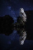 Barn owl (Tyto alba) on rock at night and its reflection, Salamanca, Castilla y León, Spain