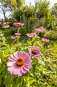 Zinnia (Zinnia elegans) 'Super Yoga Rose', flowers