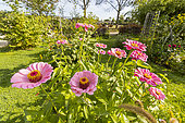 Zinnia (Zinnia elegans) 'Super Yoga Rose', flowers