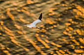 Northern Gannet (Morus bassanus) in flight over the sea at sunset, Troup Head, Scotland
