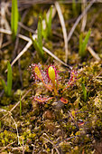 Roundleaf sundew (Drosera rotundifolia), Dunnet Head, Scotland