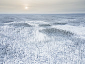 Aerial view of charred trees in the taiga around Berdigestiakh following the 2021 fires, Sakha Republic, Russia