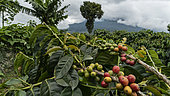 Coffee tree with berries, Kerinci, West Sumatra, Indonesia