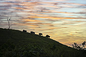 Sumatra elephants ( Elephas maximus sumatranus) walking on hill top at Sunset. Barumun, North Sumatra, Indonesia