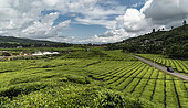 Tea plantation , Kerinci, West Sumatra, Indonesia