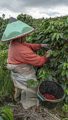 Woman picking coffee berries, Kerinci, West Sumatra, Indonesia