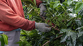 Woman picking coffee berries, Kerinci, West Sumatra, Indonesia