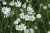 Stellaria holostea