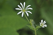 Stellaria holostea