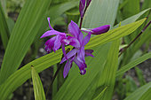 Bletilla striata
