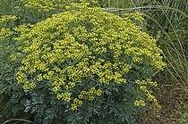 Ruta graveolens