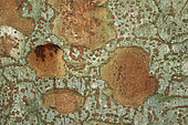 Zelkova serrata