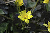 Ranunculus ficaria Brazen Hussy