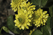 Ficaria verna Flore-pleno